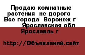 Продаю комнатные растения  не дорого - Все города, Воронеж г.  »    . Ярославская обл.,Ярославль г.